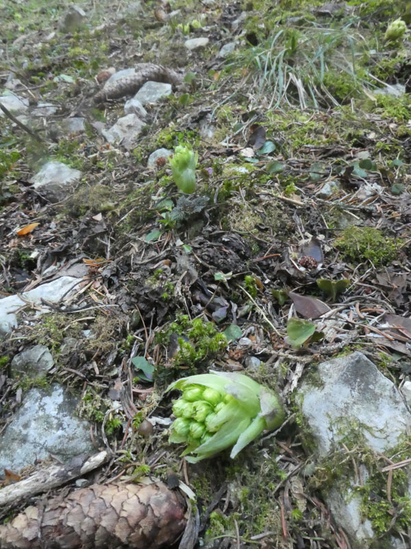 Petasites hybridus ?